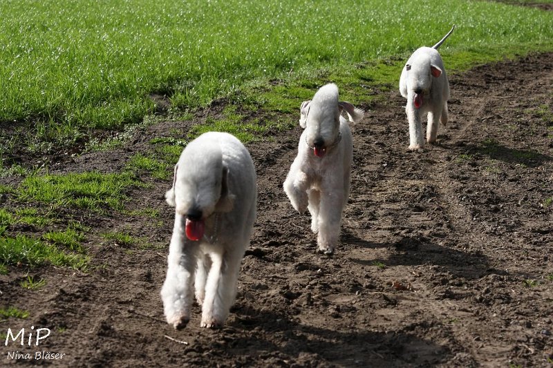 2011-04-02 Aveline Alanna Svet (23).jpg - Arc-en-ciel Alanna, Arc-en-cie Aveline & Airis Blue Volshebny Svet